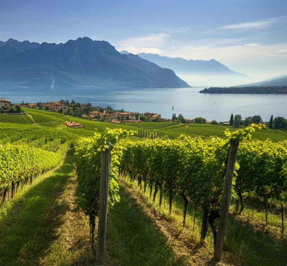 Calice di vino rosso nei vigneti